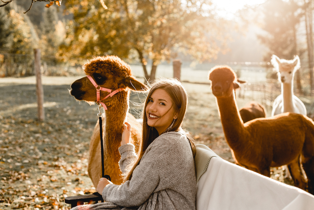 Fotoshootings mit Alpaka buchen