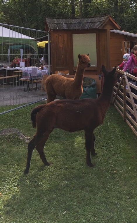 Alles Alpaka am Wienerwaldfest in Sulz