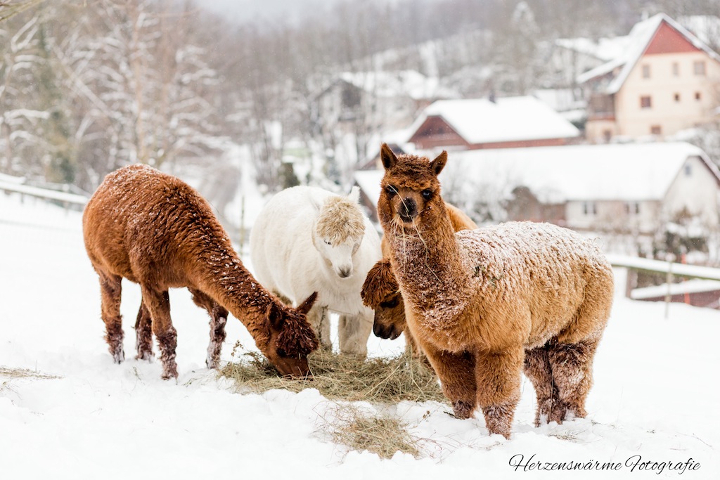Fotoshooting mit unseren Alpakas im Schnee