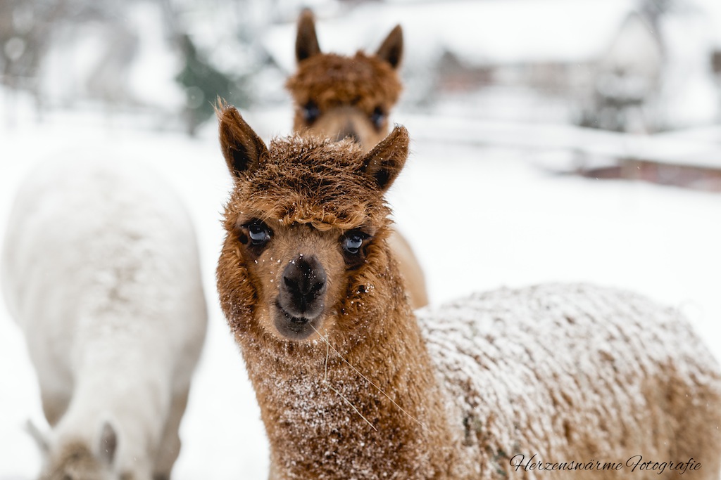 Alpakas im Schnee